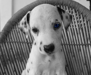 perro