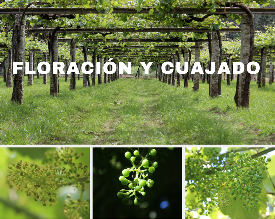 Floración y cuajado de la vid.